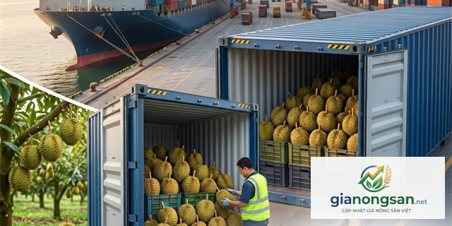 Hướng Dẫn Toàn Diện Về Xuất Khẩu Sầu Riêng Sang Ấn Độ: Cơ Hội Vàng Cho Nông Sản Việt
