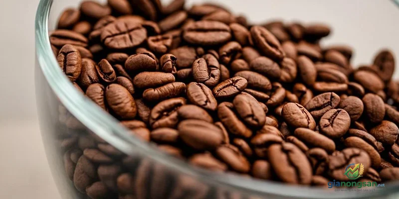 Ủ cà phê bằng French Press tại nhà với tỷ lệ chuẩn