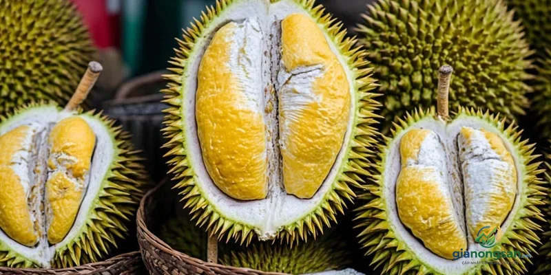 Giá sầu riêng Ri6 hôm nay và xu hướng thị trường cập nhật mới nhất