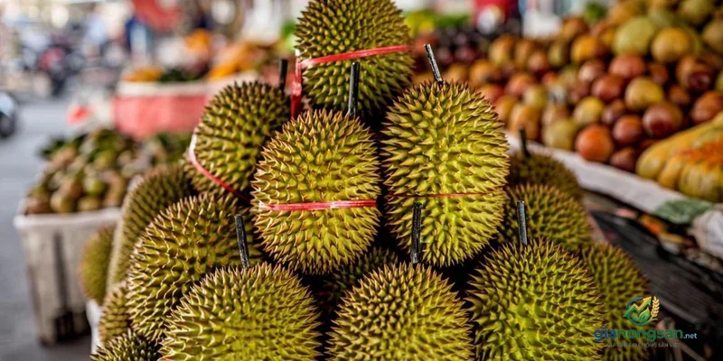 Thu hoạch sầu riêng Ri6 tại vườn ở Bình Phước