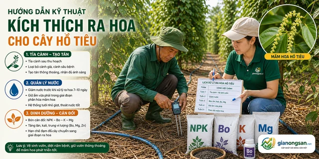 Hướng dẫn kỹ thuật kích thích ra hoa cho cây hồ tiêu - hình minh họa 2