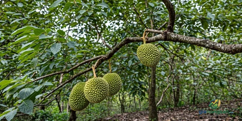 Trái sầu riêng Ri6 đang phát triển trên cây cần được chăm sóc đúng kỹ thuật