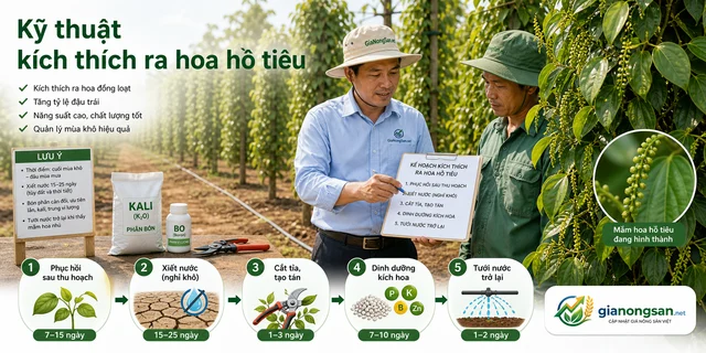 Hướng dẫn kỹ thuật kích thích ra hoa cho cây hồ tiêu - hình minh họa 1