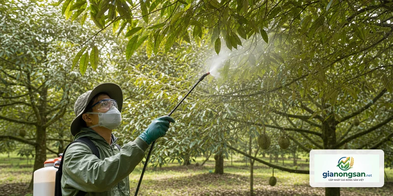Nông dân phun xịt thuốc sầu riêng mặt dưới lá