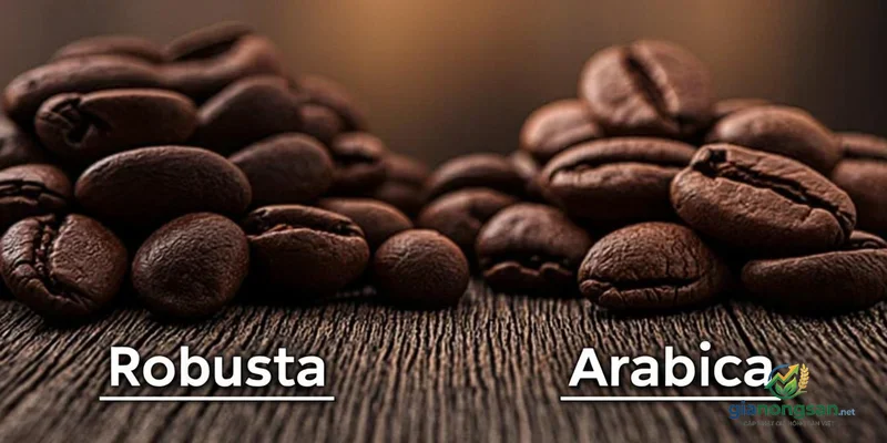 Phân biệt cà phê Robusta và Arabica: Điểm khác biệt toàn diện về vị, mùi, vùng trồng
