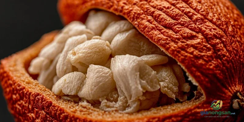 Phơi khô hạt cacao sau khi lên men