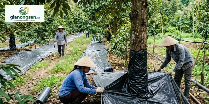 Sầu Riêng Ra Hoa Nghịch Vụ