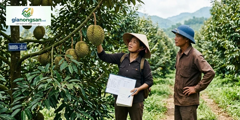 Cán bộ kiểm dịch thực vật đang kiểm tra hồ sơ và đánh giá vườn sầu riêng - GiaNongSan.net