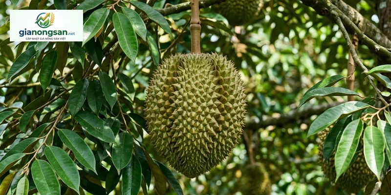 Sầu Riêng Ra Hoa Nghịch Vụ